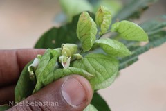 Flemingia strobilifera